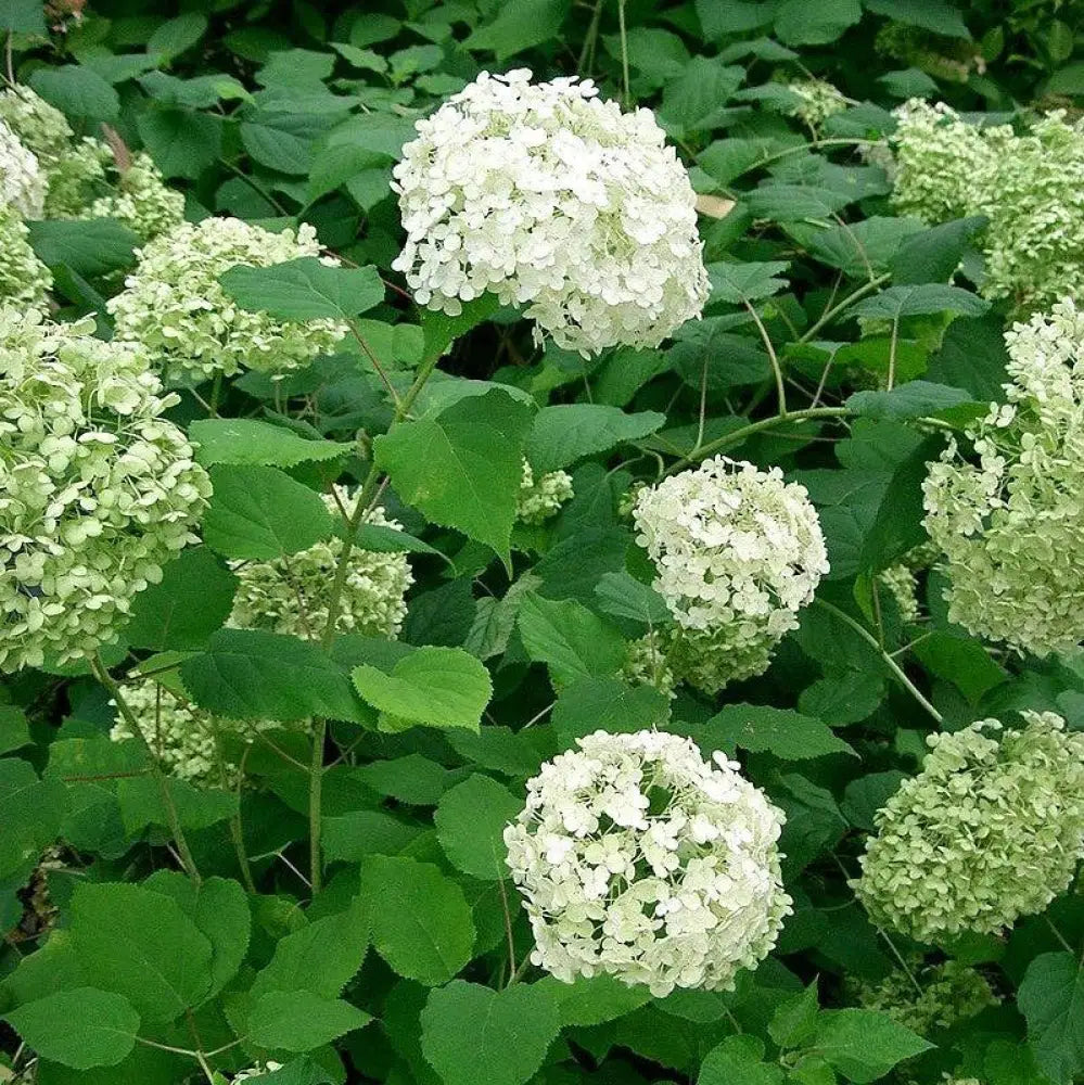 Mophead Hydrangea Annabelle Hydrangea 3 GALLON Shrub