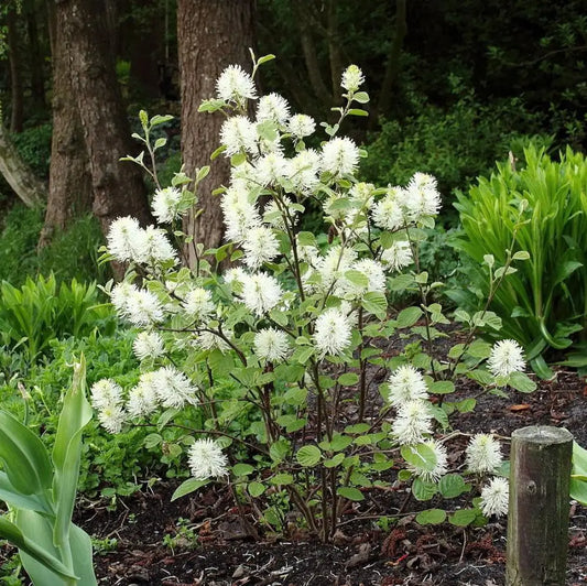 Mount Airy Fothergilla Shrub