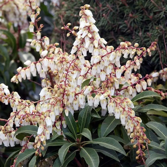 Mountain Fire Pieris Shrub