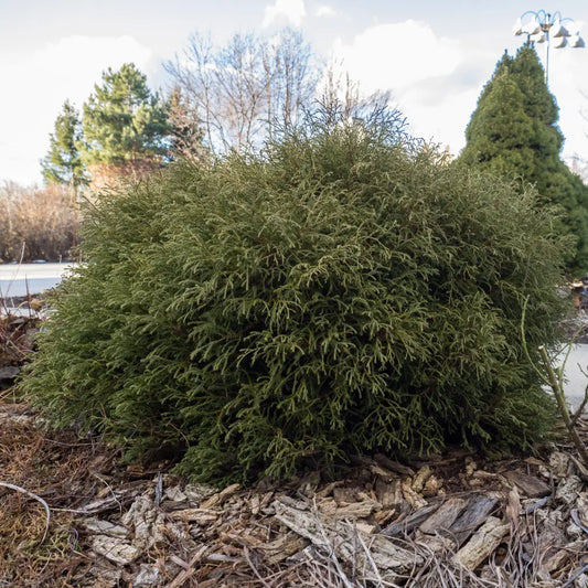 Mr. Bowling Ball® Arborvitae Shrub
