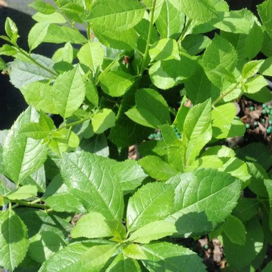 Mr. Poppins® Winterberry 2 GALLON Shrub