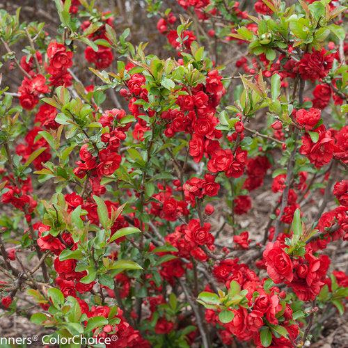 PW® Double Take™ Scarlet Flowering Quince