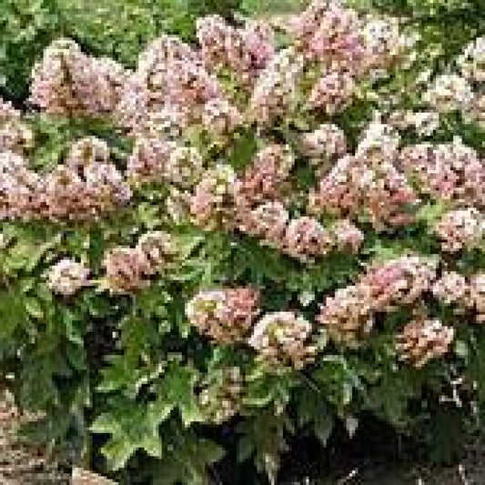 Munchkin Hydrangea 3 GALLON Shrub
