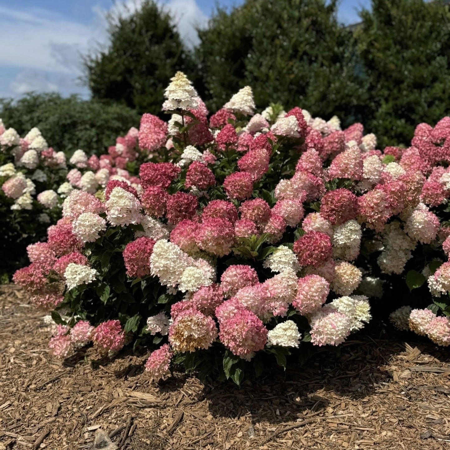 Hydrangea paniculata 'Spring Sizzle'  - First Editions® Spring Sizzle® Hydrangea