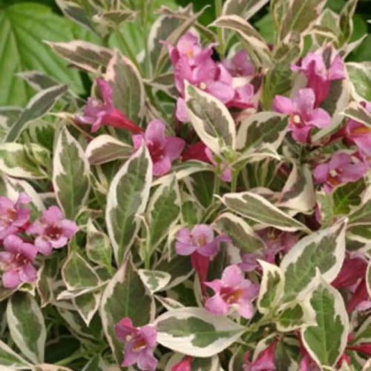 My Monet® Weigela Shrub