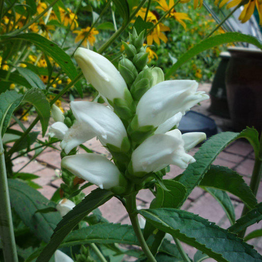 White Turtlehead