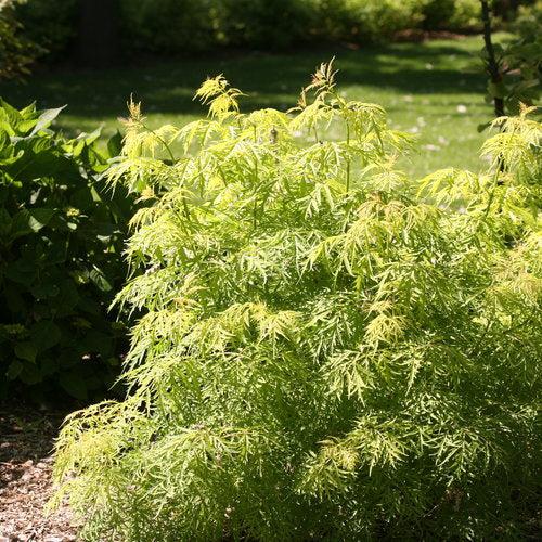 Lemony Lace® Elderberry