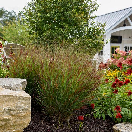 Prairie Winds® Cheyenne Sky Switch Grass