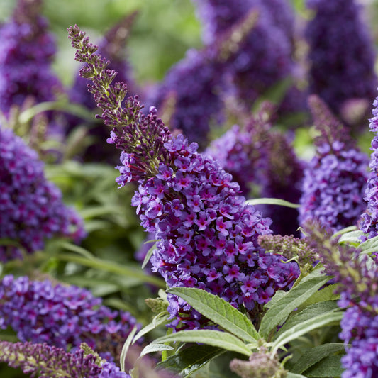 Buddleia davidii 'BotEx 001' PP34,515  - Butterfly Candy™ Li'l Grape™ Butterfly Bush