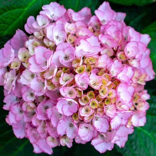 Hydrangea macrophylla 'Soul Mate'  - Bloomin' Easy® Soul Mate™ Hydrangea