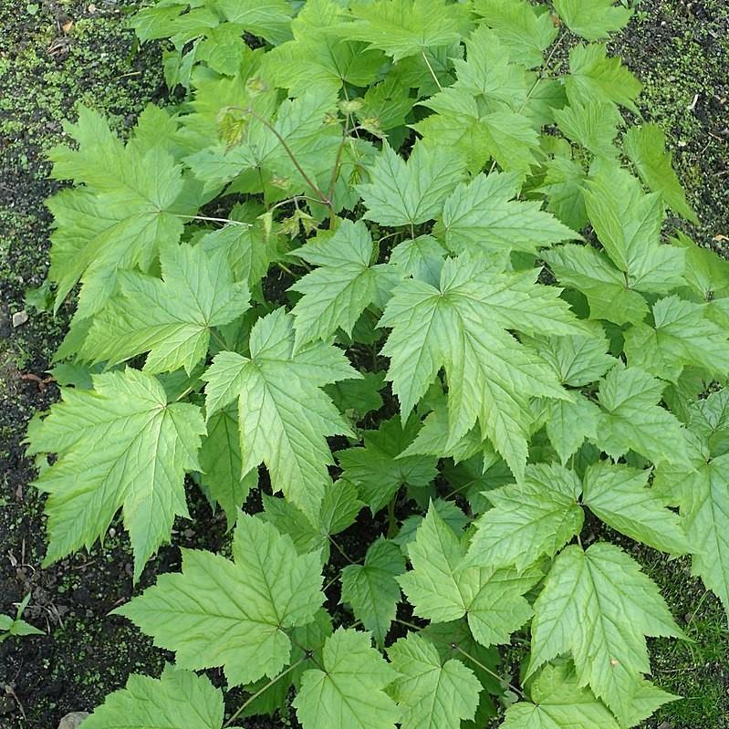 Actaea racemosa  - Black Cohosh