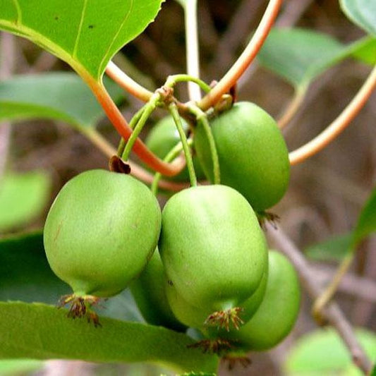 Actinidia arguta 'Issai'  - Issai Mini Kiwi