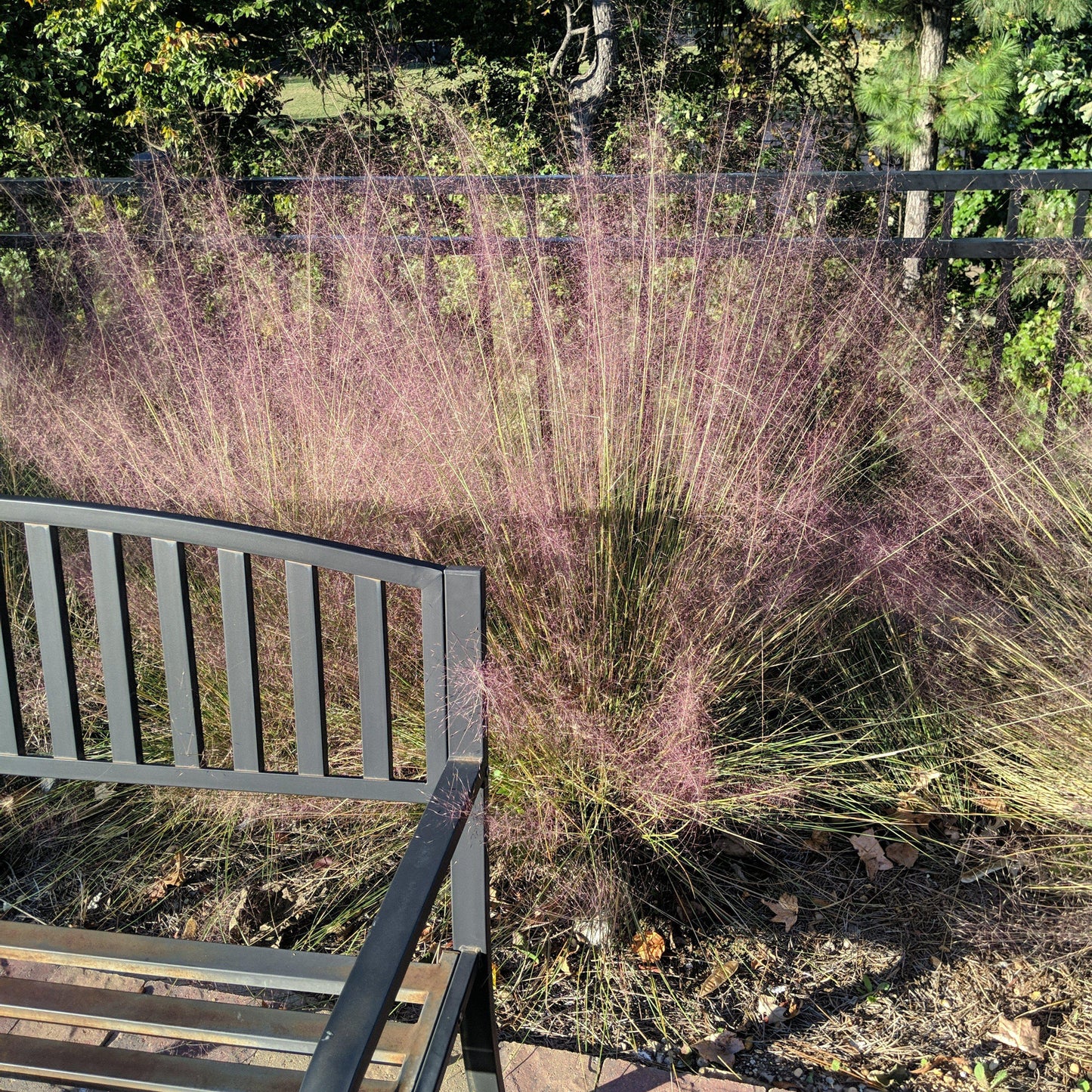 Pink Muhly Grass