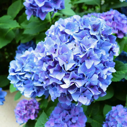 Nantucket Blue™ Hydrangea 3 GALLON Shrub