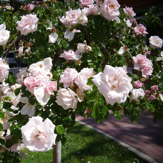 New Dawn Rose 3 GALLON Shrub