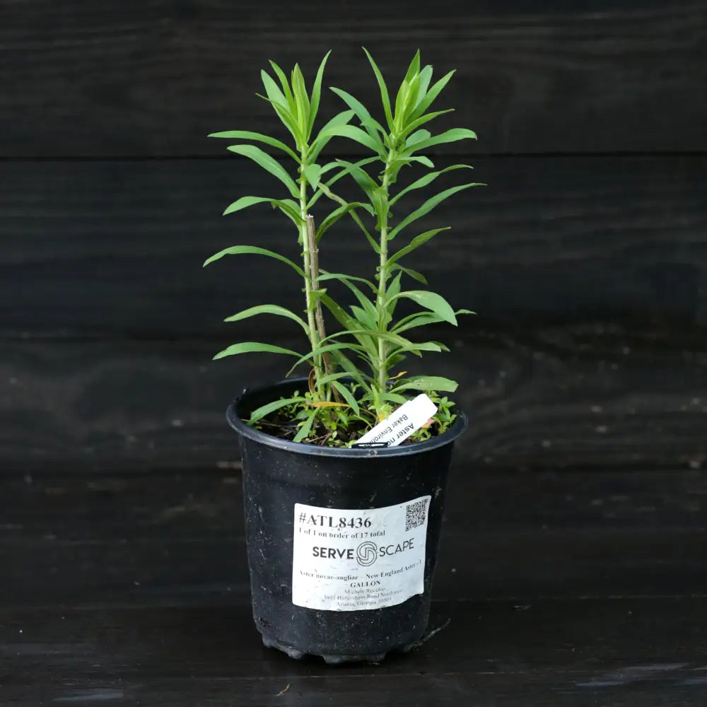 New England Aster 1 GALLON Perennial