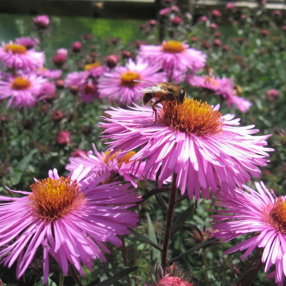New England Aster 1 GALLON Perennial