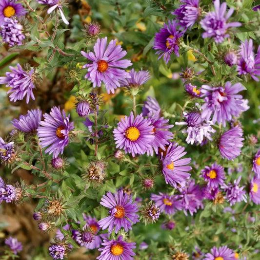 New England Aster 1 GALLON Perennial