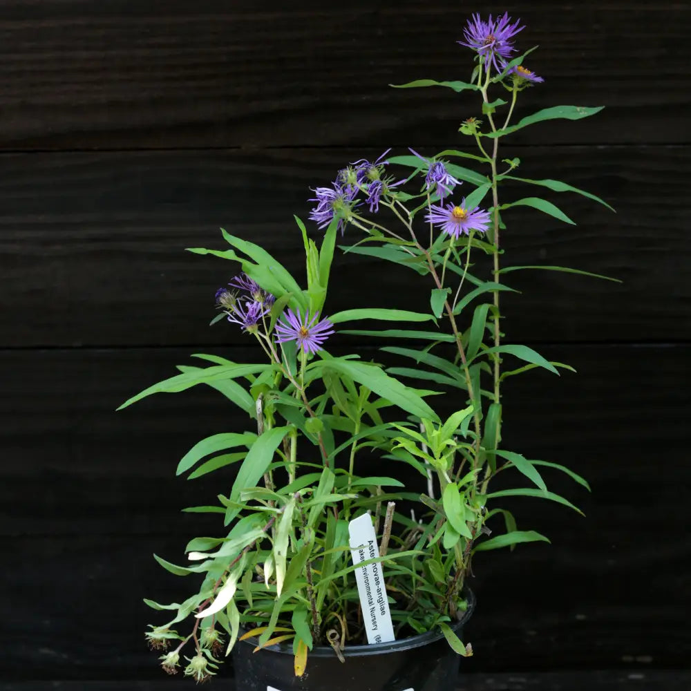 New England Aster 1 GALLON Perennial