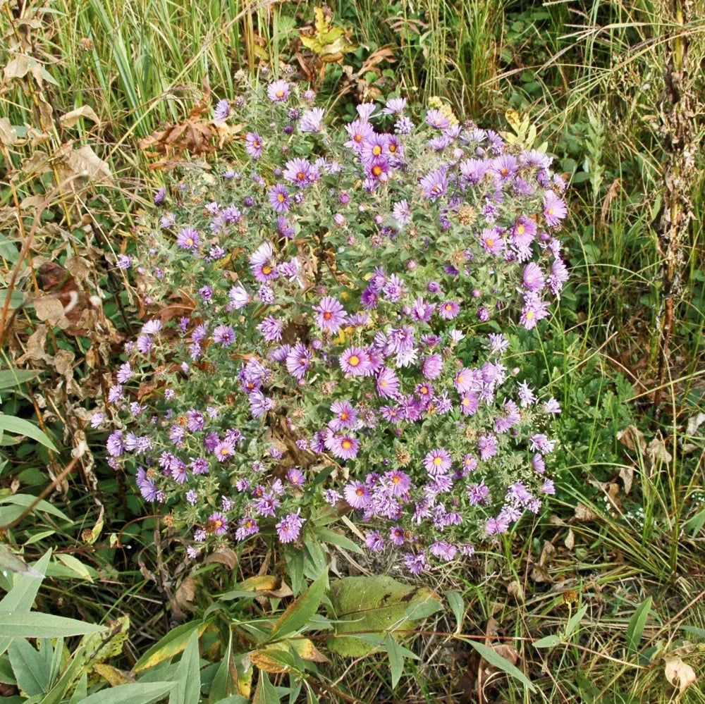 New England Aster 1 GALLON Perennial