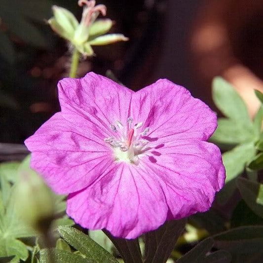New Hampshire Purple Geranium 1 GALLON Perennial
