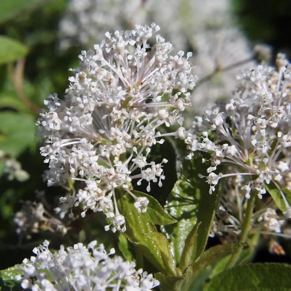 New Jersey Tea Perennial