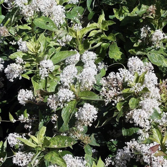 New Jersey Tea Perennial