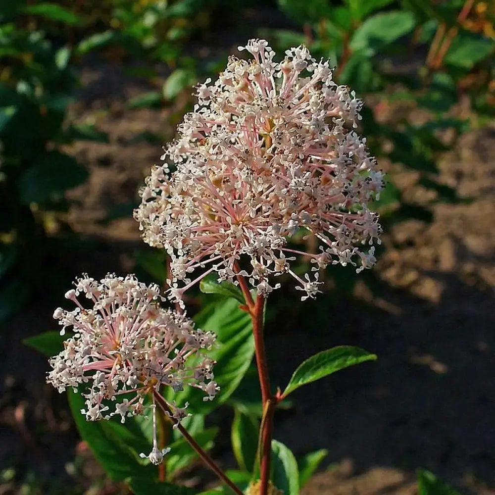 New Jersey Tea Perennial