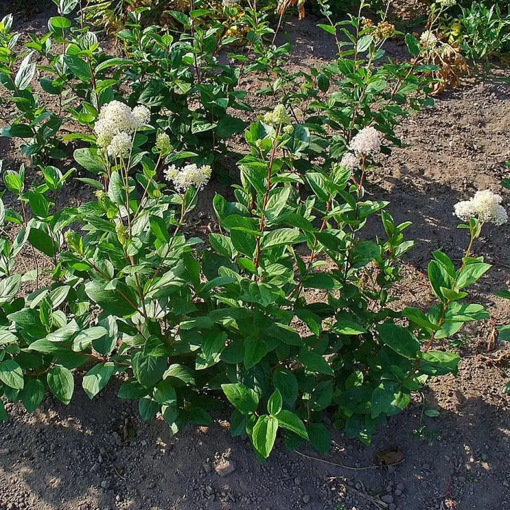 New Jersey Tea Perennial
