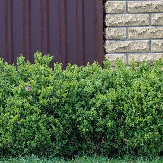 NewGen™ Freedom® Boxwood Shrub