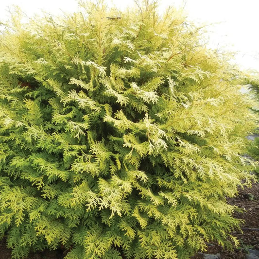 Night Light™ Cypress Shrub
