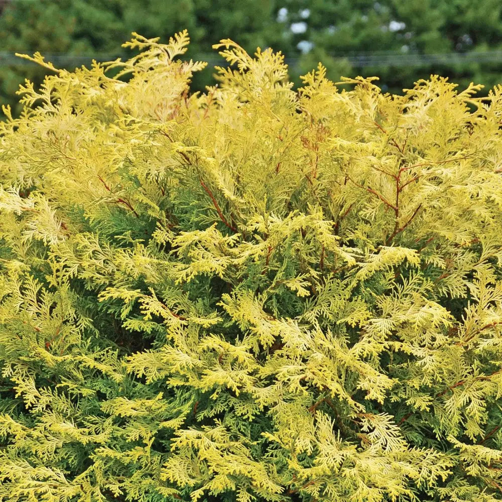 Night Light™ Cypress Shrub