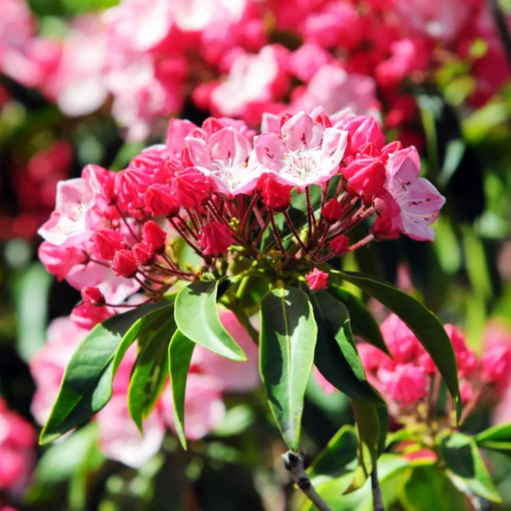 Nipmuck Mountain Laurel Shrub