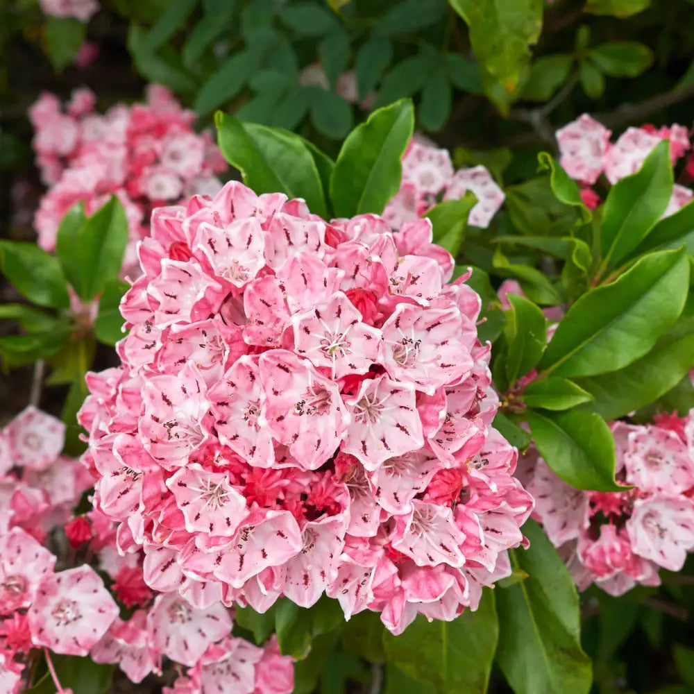 Nipmuck Mountain Laurel Shrub