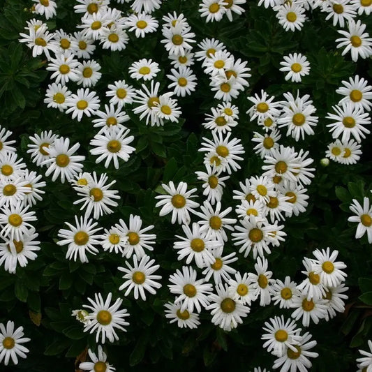 Nippon Daisy Perennial