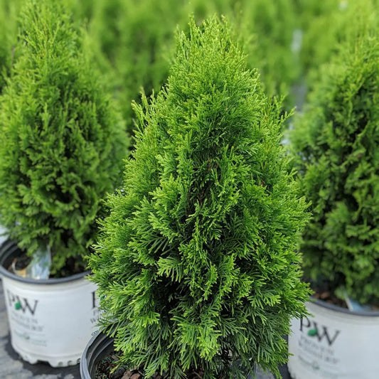 North Pole® Arborvitae 3 GALLON Tree