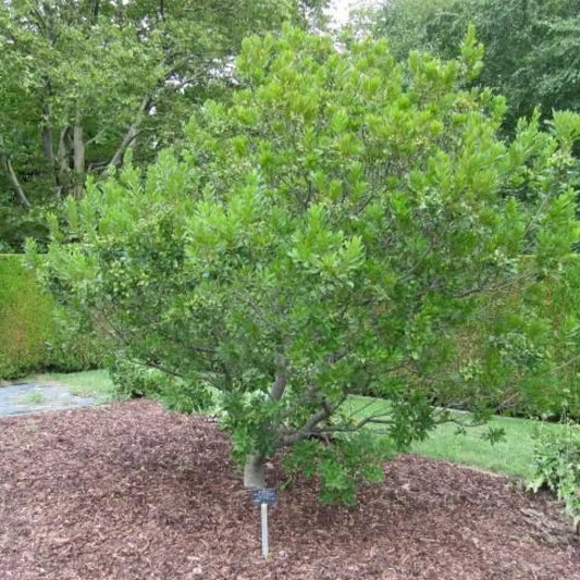 Northern Bayberry Shrub