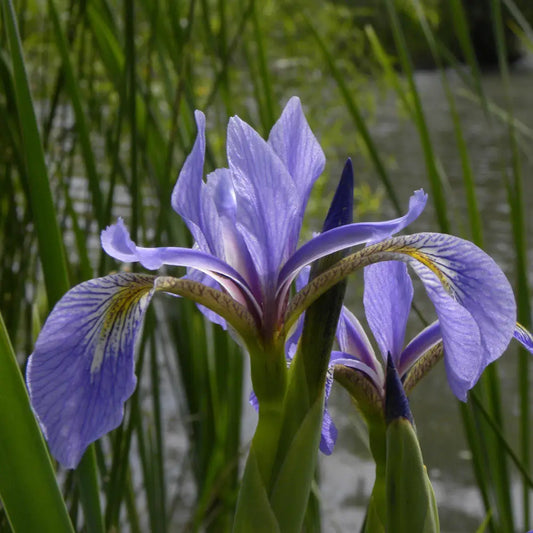 Northern Blue Flag Iris Harlequin Blue Flag Perennial