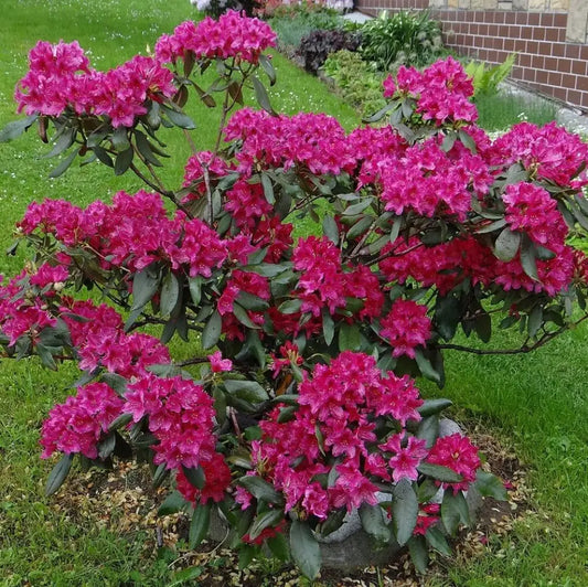 Nova Zembla Rhododendron Shrub