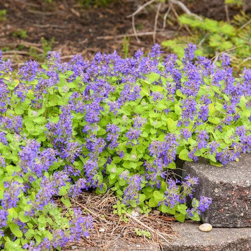Nepeta x faassenii 'Lemon Purrfect'  - Lemon Purrfect Catmint