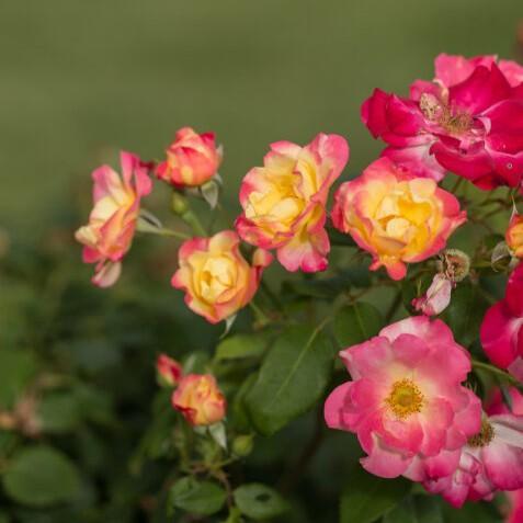 Rosa 'CA 29'  - Campfire Rose