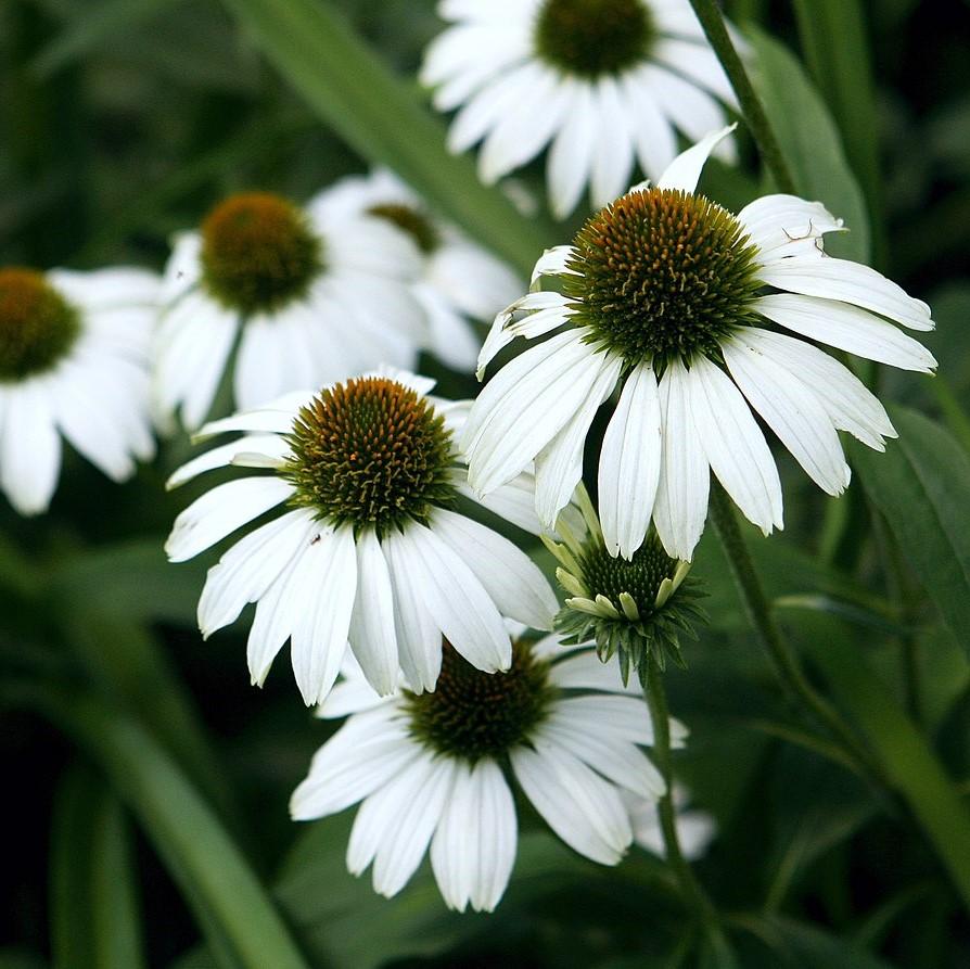 White Swan Echinacea, Coneflower
