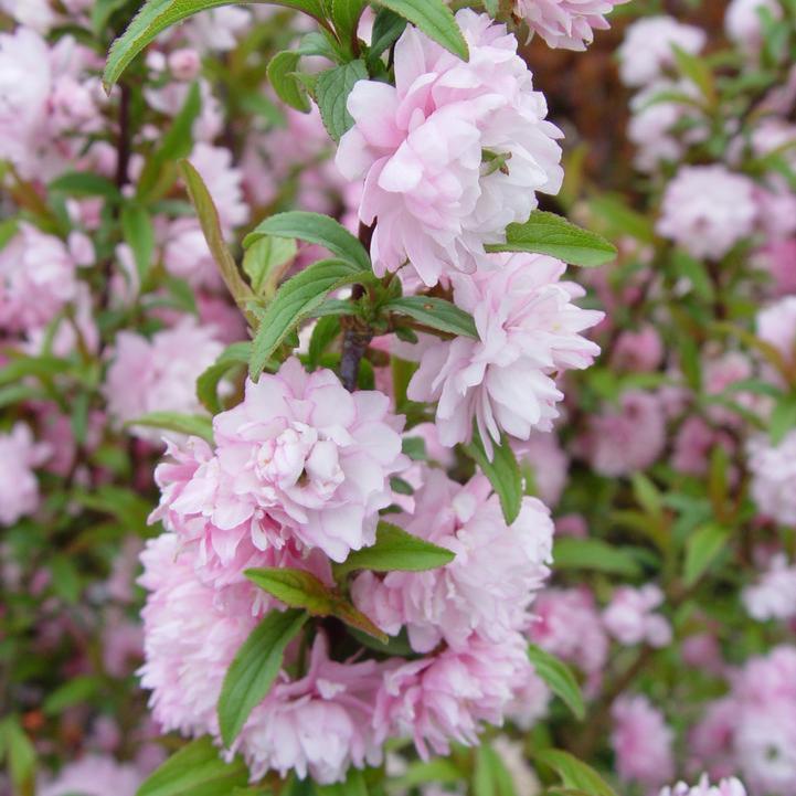Pink Flowering Almond