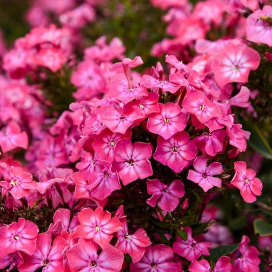 Phlox paniculata 'Luminary Pink Lightning'  - Luminary® Pink Lightning Phlox