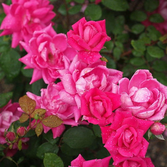 Double Pink Knock Out® Rose