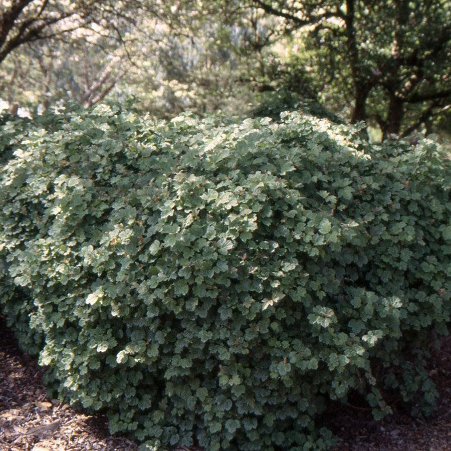 Viburnum opulus 'Nanum'  - Nanum European Cranberrybush