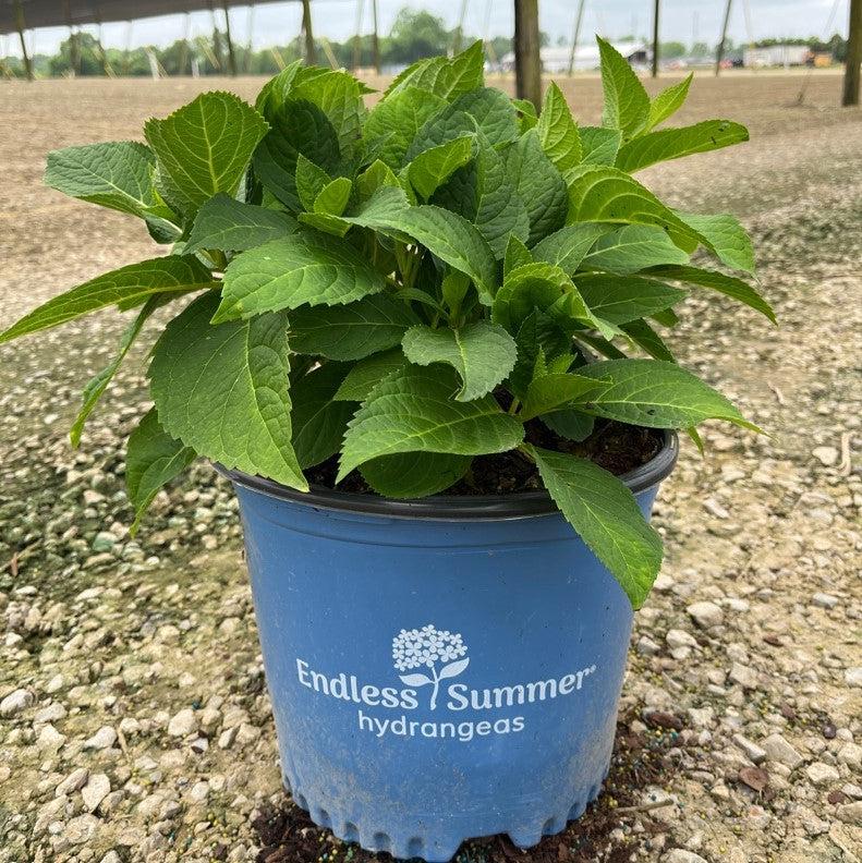 Endless Summer® The Original Hydrangea