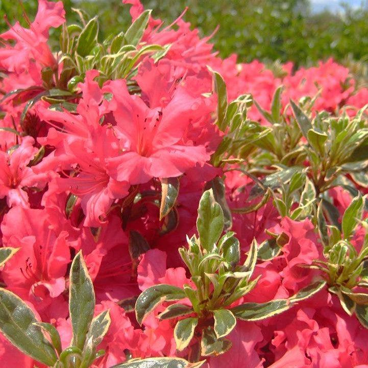 Azalea x 'Arctic Rose  - Arctic Rose Azalea