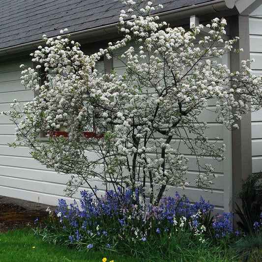 Brilliantissima Chokeberry