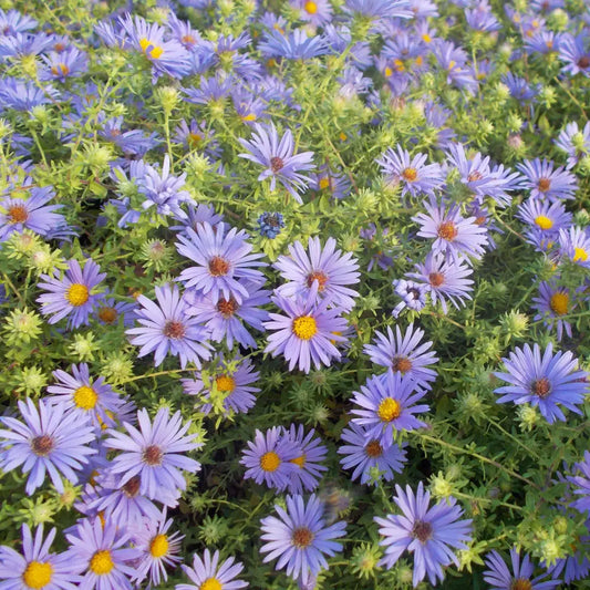 October Skies Aromatic Aster 1 GALLON Perennial